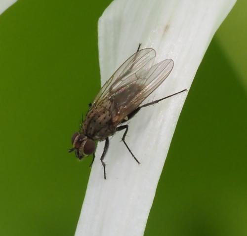 Anthomyiinae